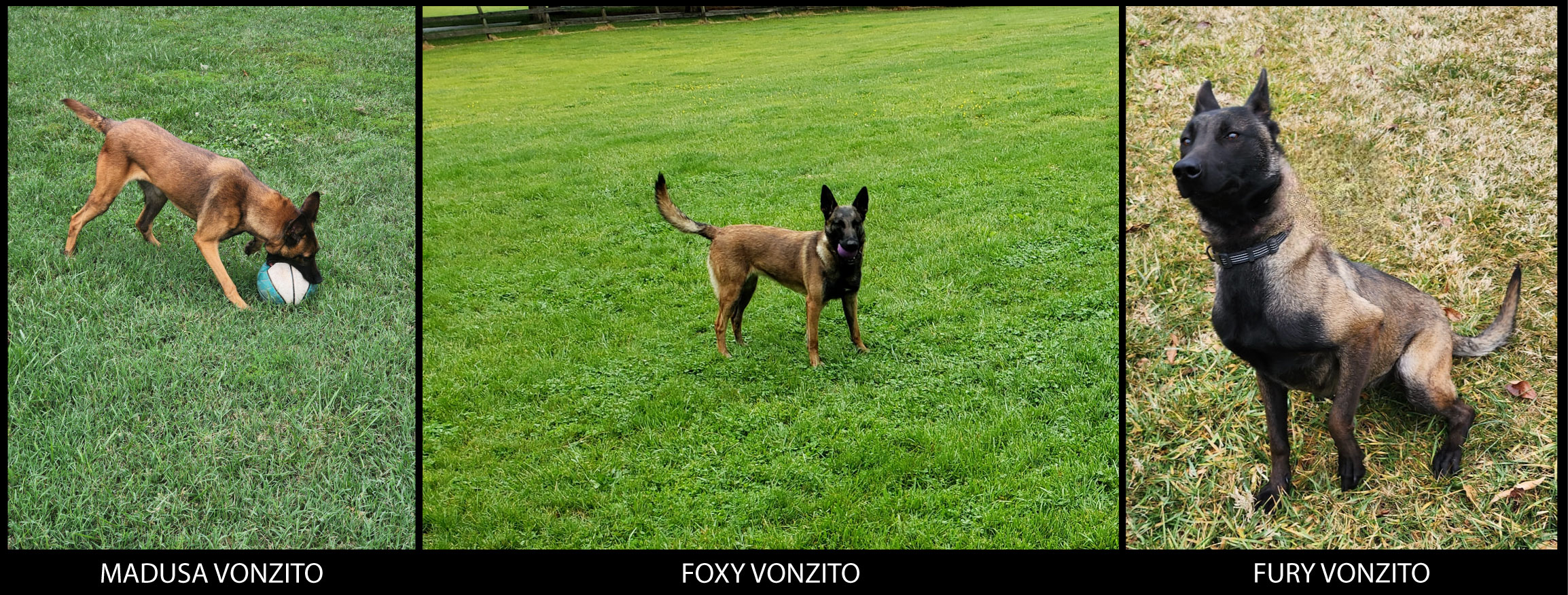 Female Dogs