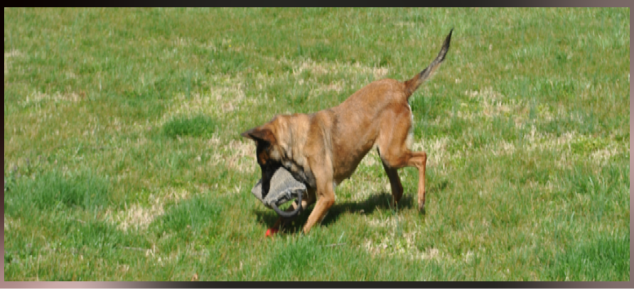 Dog playing with toy
