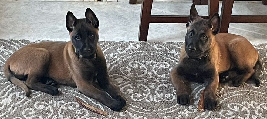 Puppies